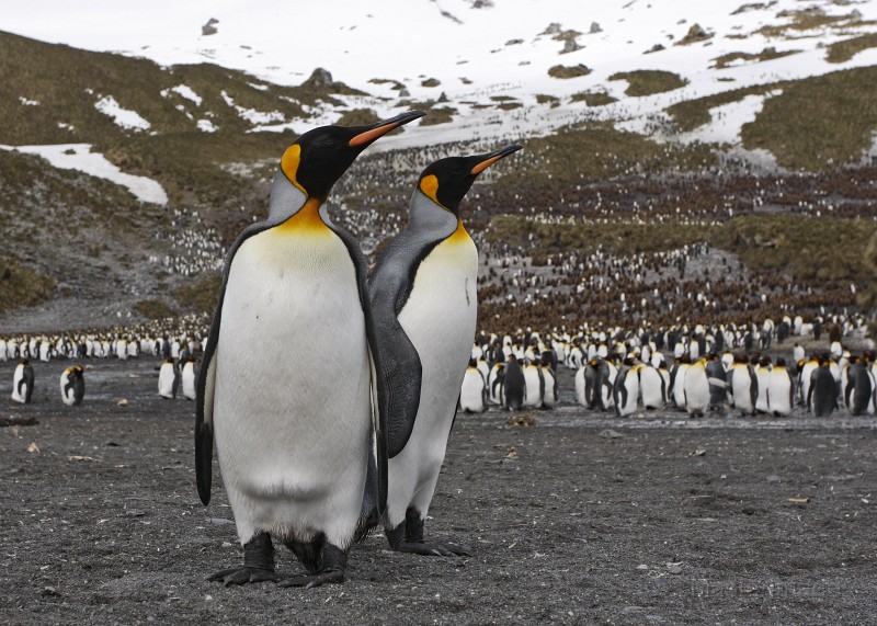 IMG_2807c.jpg - King Penguin (Aptenodytes patagonicus)